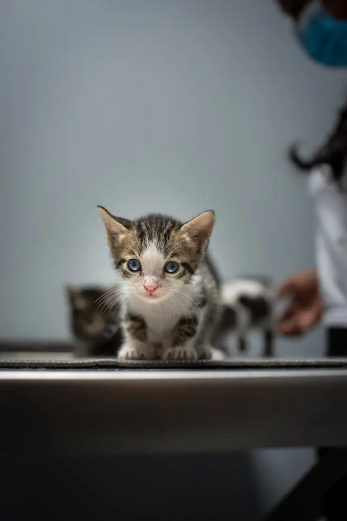 Chaton pris en charge dans un environnement vétérinaire