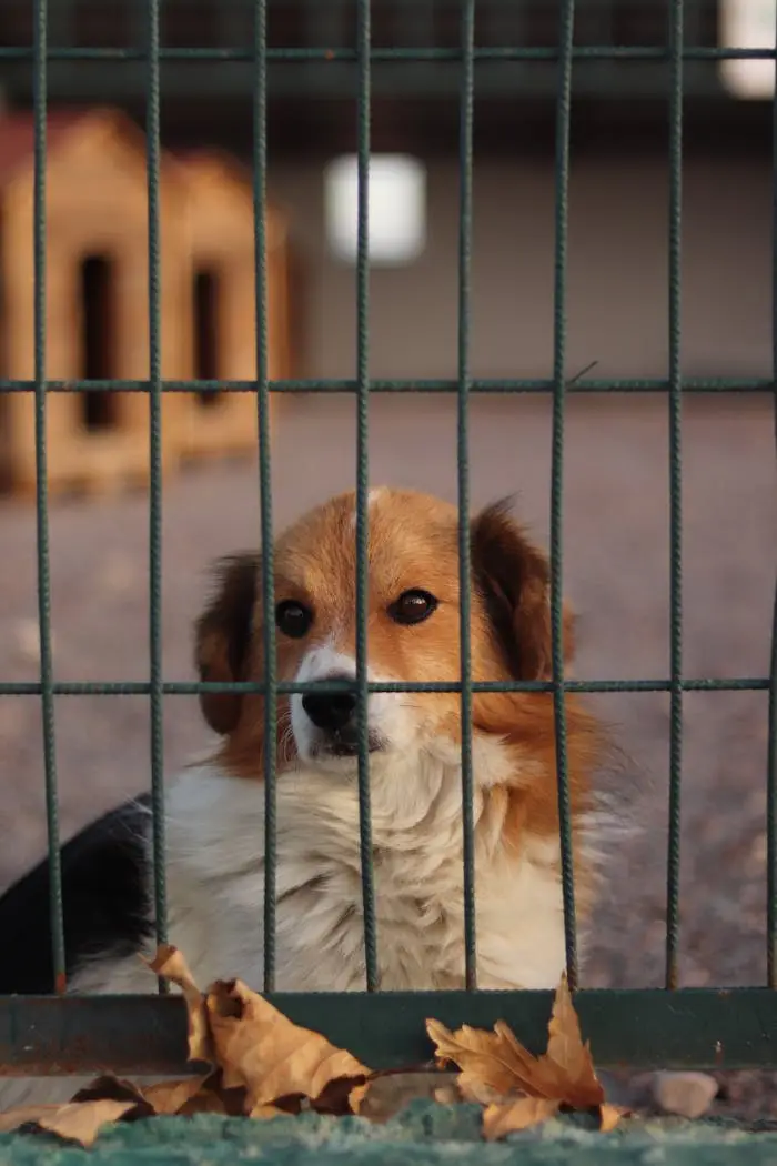 Chien accompagné dans le cadre des actions d’Animae Studio