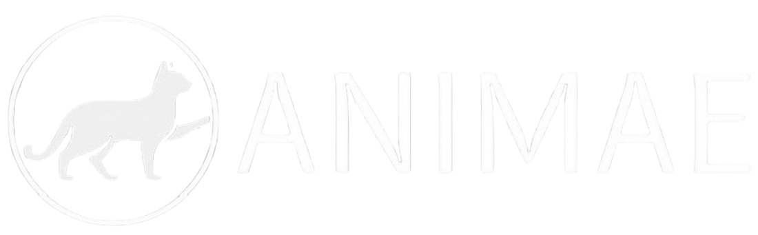 Animae Studio