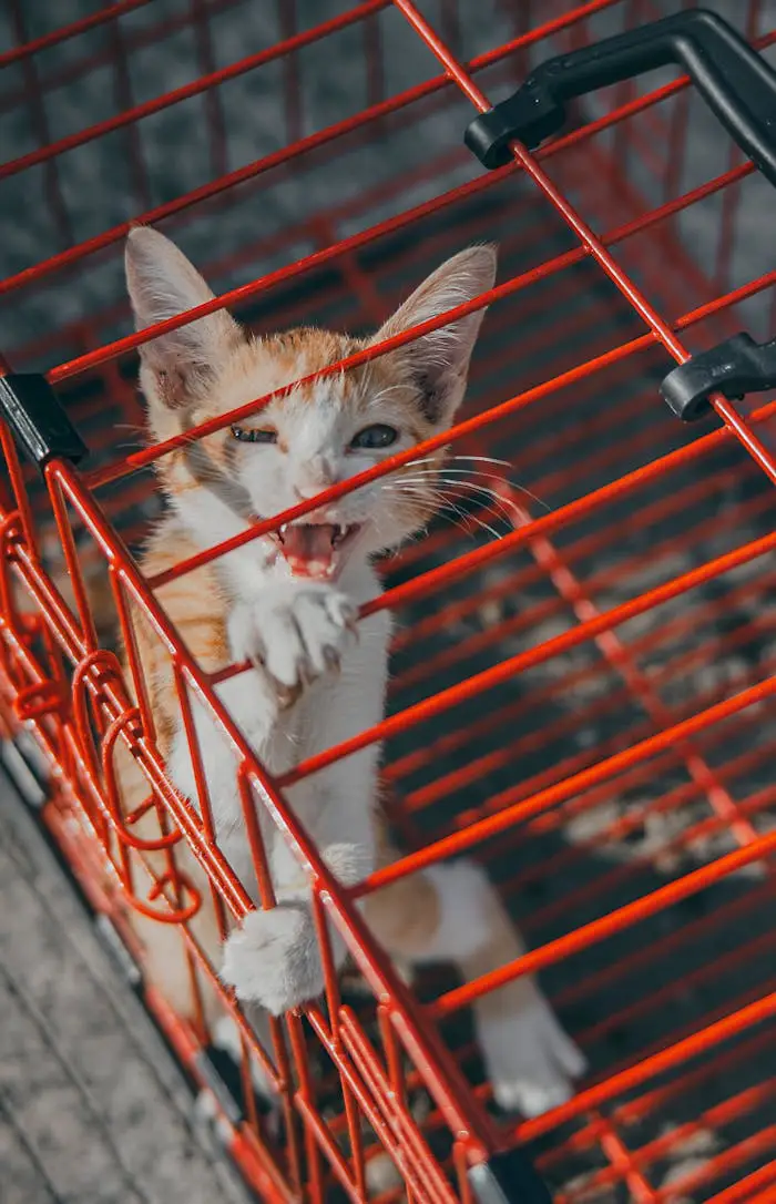 Close-up of a playful ginger kitten reaching through a red cage, showcasing curiosity and energy.