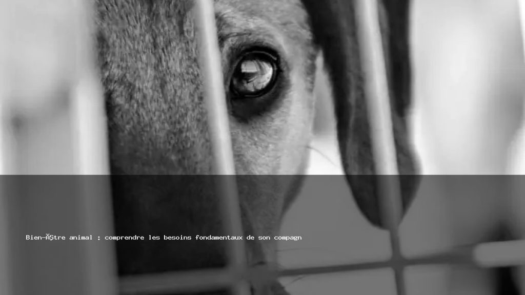 Animae Article Bien Etre Animal Comprendre Les Besoins Fondamentaux De Son Compagnon 1024x576