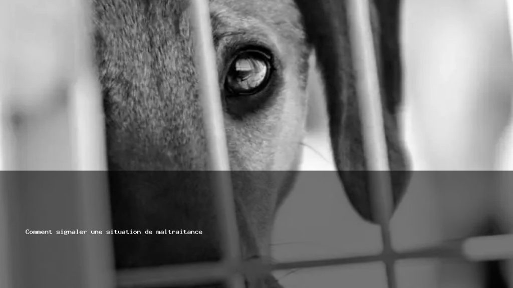 Animae Article Comment Signaler Une Situation De Maltraitance 1 1024x576
