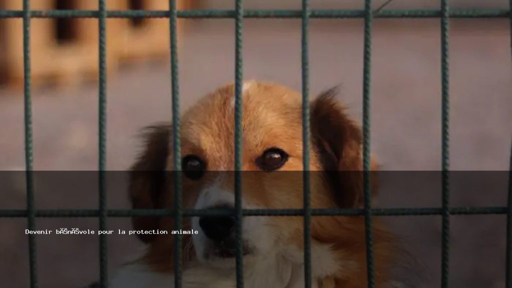Animae Article Devenir Benevole Pour La Protection Animale 1 1024x576