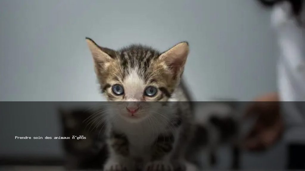 Animae Article Prendre Soin Des Animaux Ages 1 1024x576
