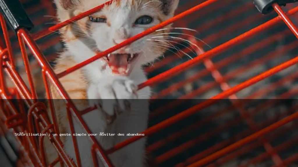 Animae Article Sterilisation Un Geste Simple Pour Eviter Des Abandons 1024x576